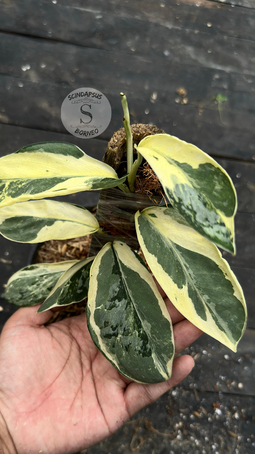Scindapsus Exotica Cream Lava - Best Selected
