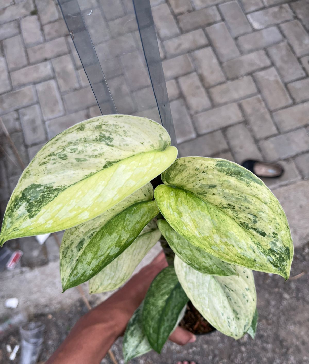 Scindapsus Exotica Creme Aurea Tricolor - Best Selected