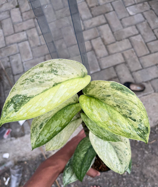 Scindapsus Exotica Creme Aurea Tricolor - Best Selected