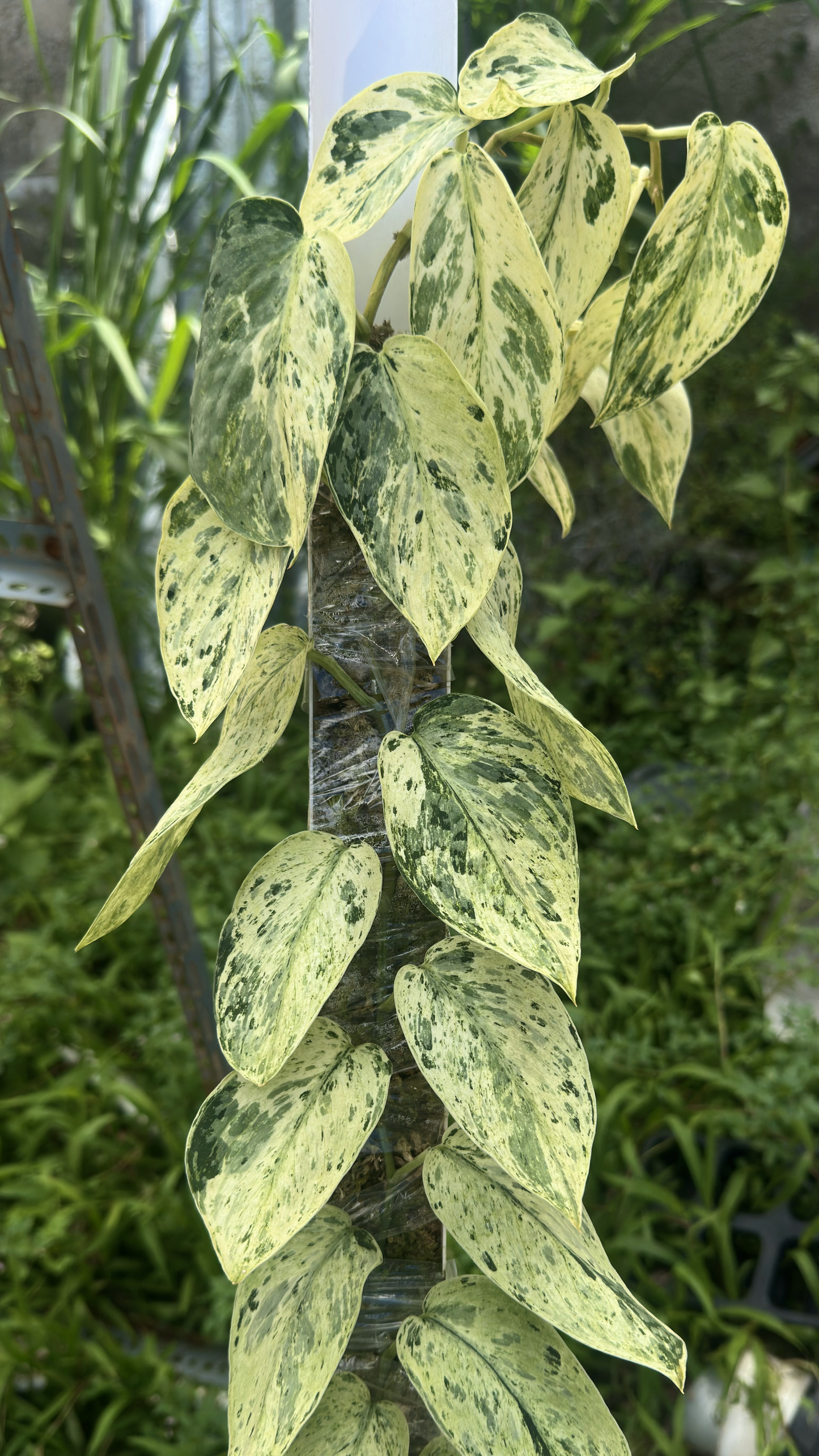 Scindapsus Exotica Creme Marble Choice 1 - Best Selected