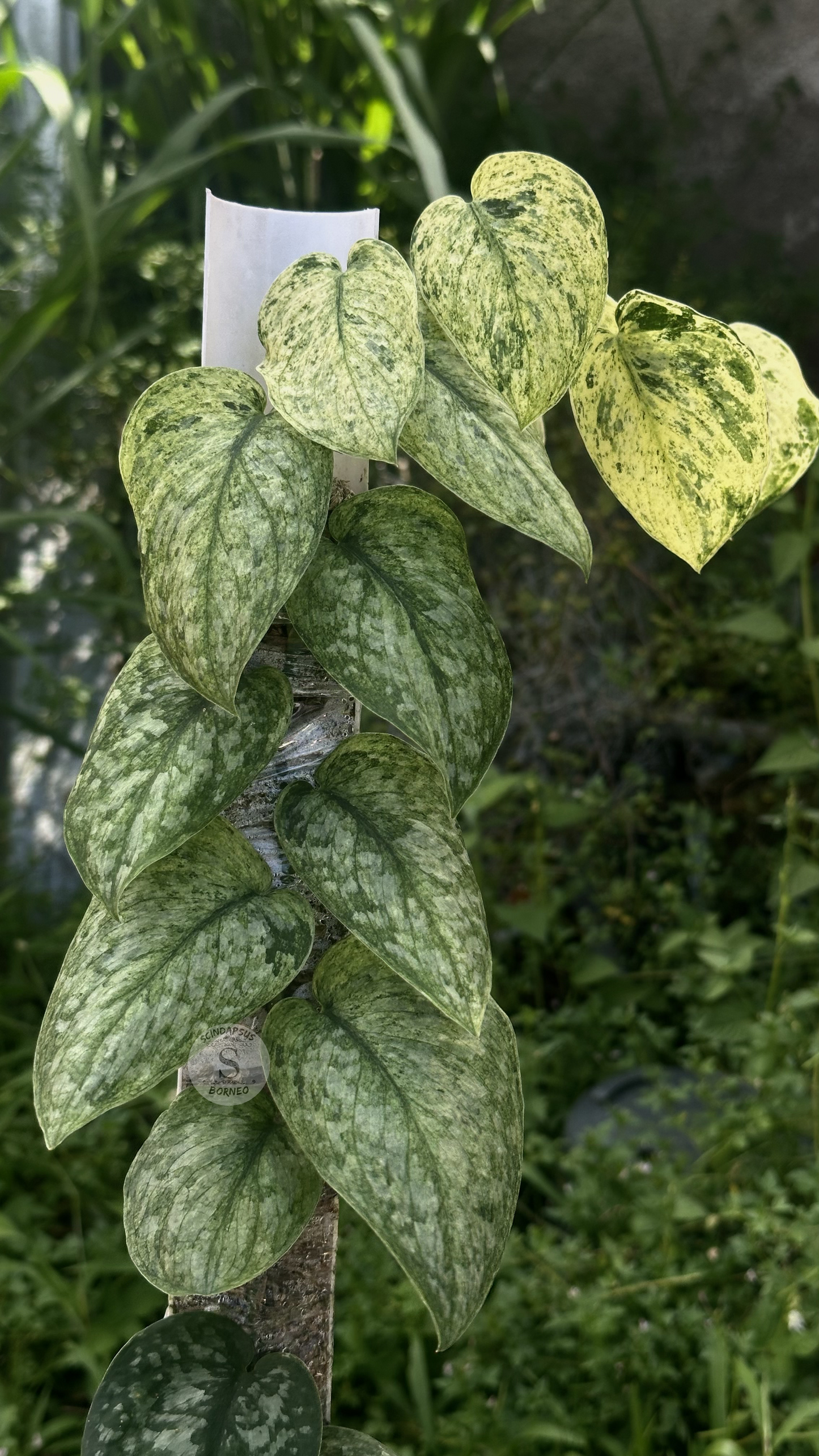 Scindapsus Exotica Creme Marble Choice 2 - Best Selected