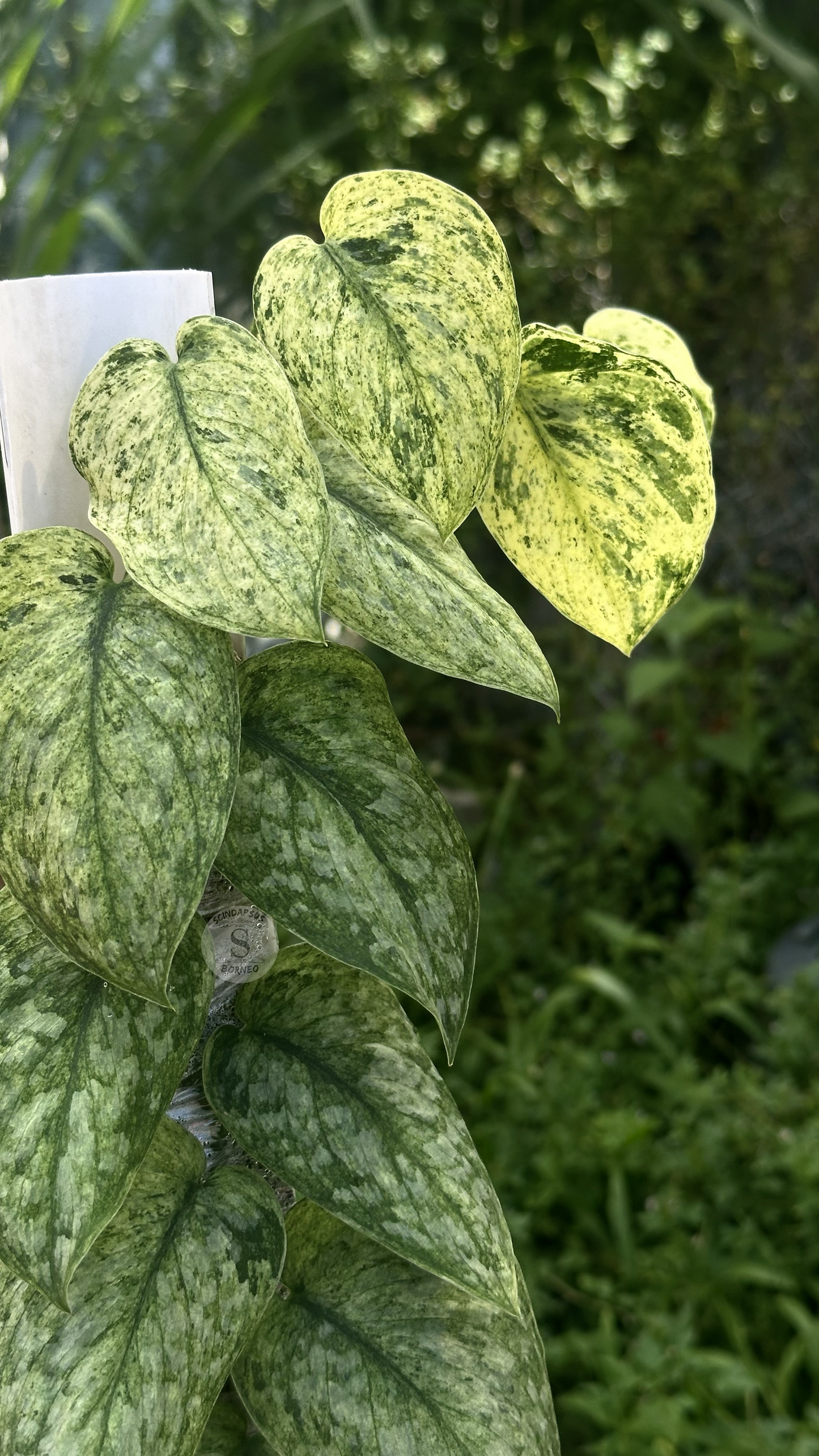 Scindapsus Exotica Creme Marble Choice 2 - Best Selected