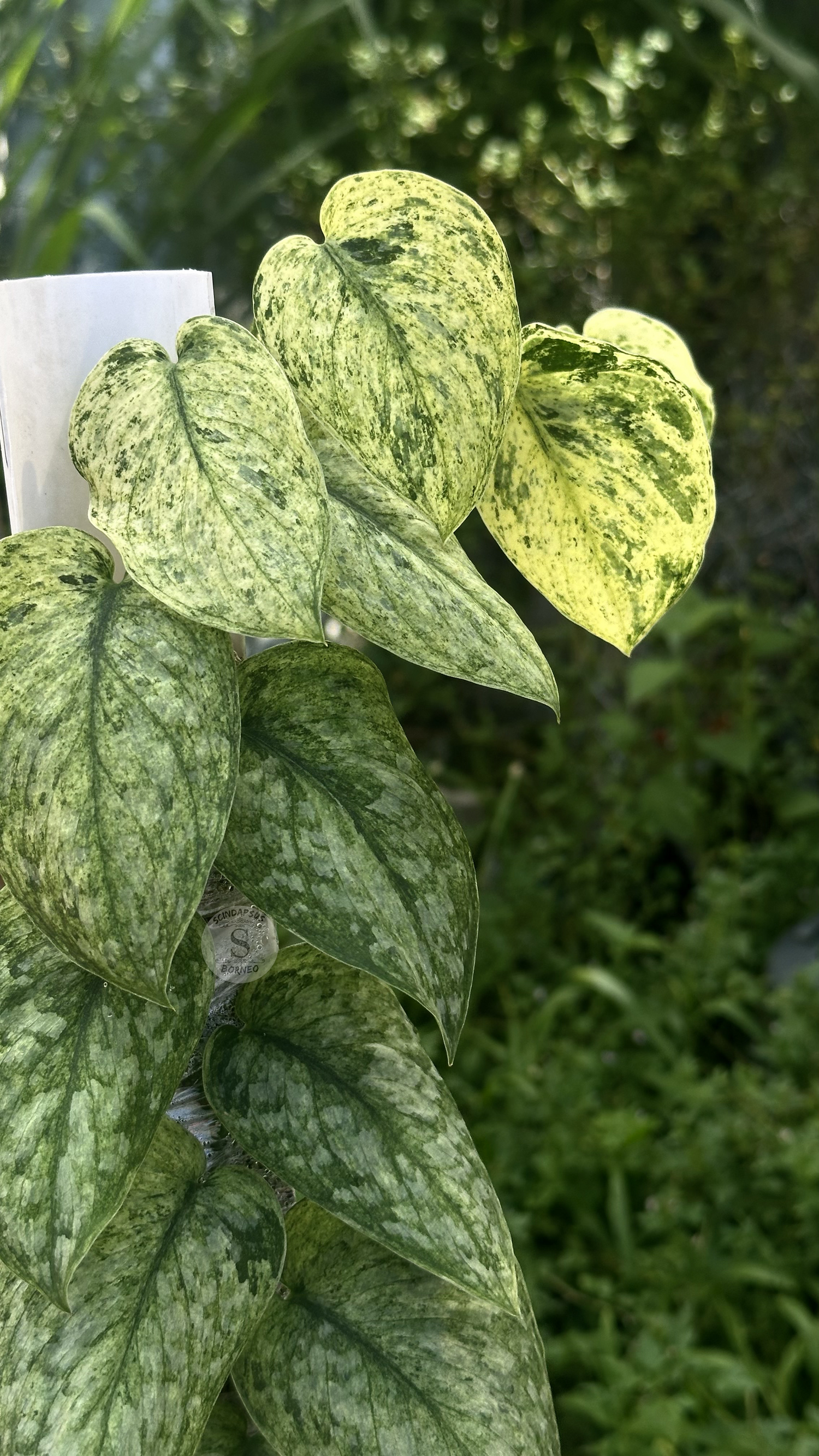 Scindapsus Exotica Creme Marble Choice 2 - Best Selected