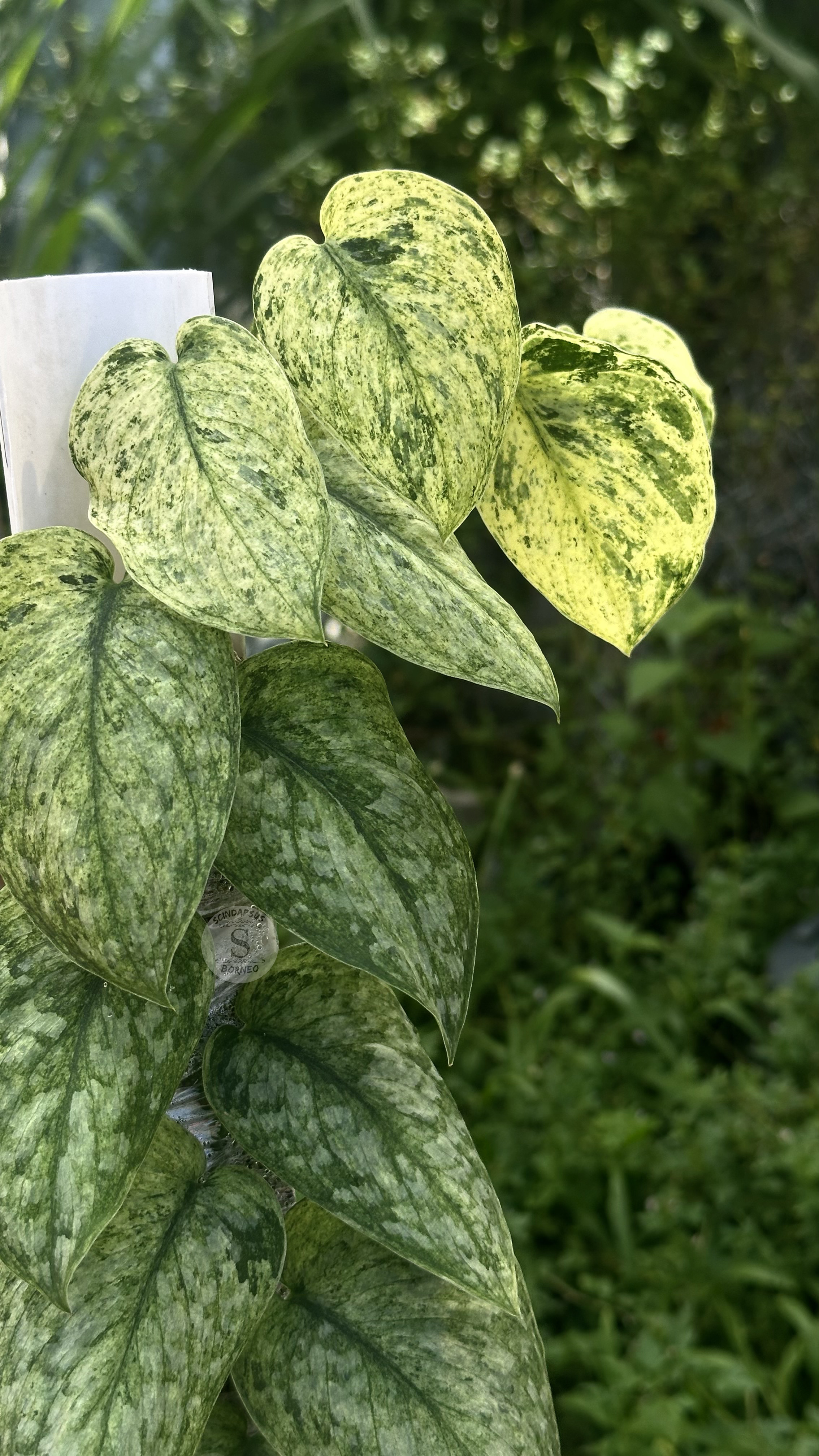 Scindapsus Exotica Creme Marble Choice 2 - Best Selected