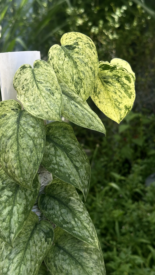 Scindapsus Exotica Creme Marble Choice 2 - Best Selected