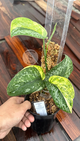 Exotica Dark Form Aurea - Best Selected - Scindapsus Borneo
