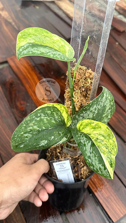 Exotica Dark Form Aurea - Best Selected - Scindapsus Borneo