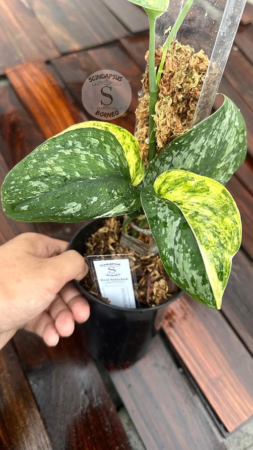 Exotica Dark Form Aurea - Best Selected - Scindapsus Borneo
