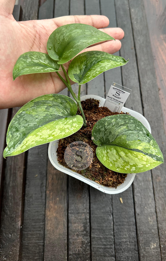 Scindapsus Exotica Green On Green Halfmoon - Best Selected - Scindapsus Borneo