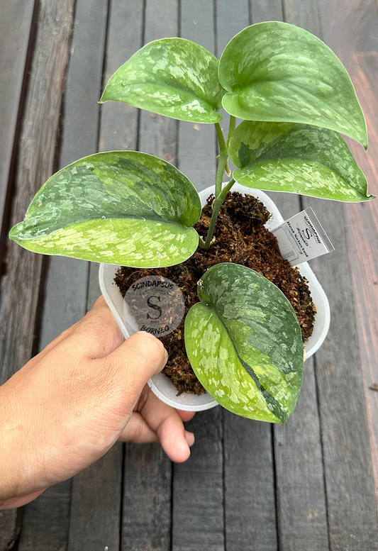 Scindapsus Exotica Green On Green Halfmoon - Best Selected - Scindapsus Borneo