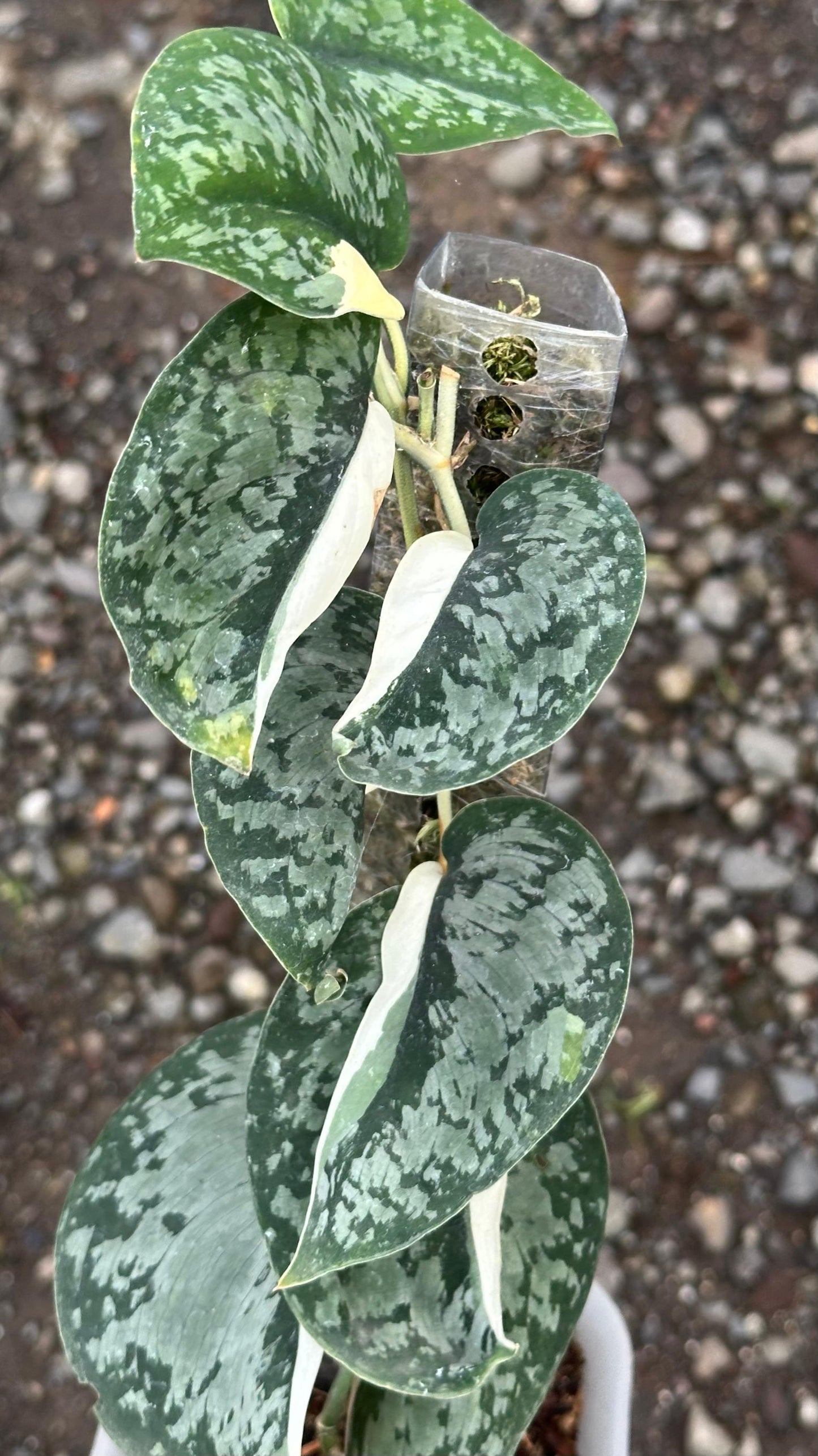 Scindapsus Exotica Halfmoon - Best Selected