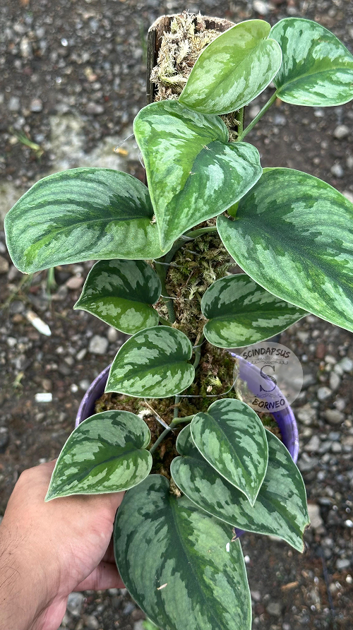 Scindapsus Exotica Kapuas Green On Green Choice 2 - Best Selected