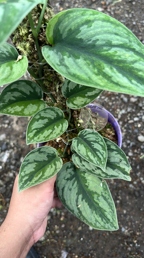 Scindapsus Exotica Kapuas Green On Green Choice 2 - Best Selected