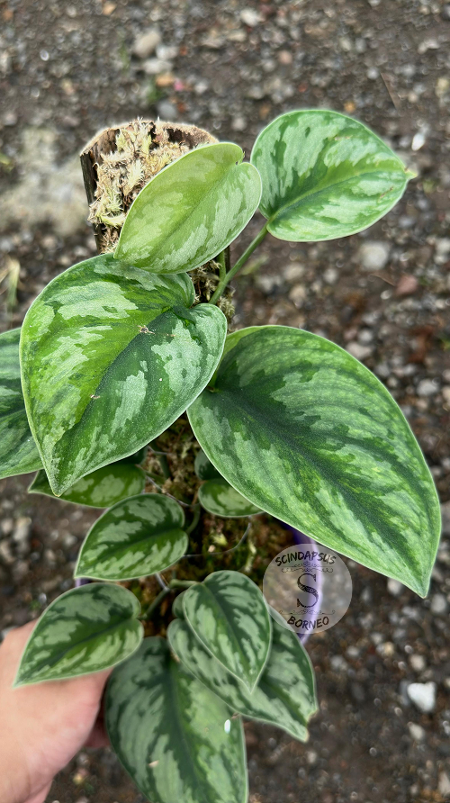 Scindapsus Exotica Kapuas Green On Green Choice 2 - Best Selected