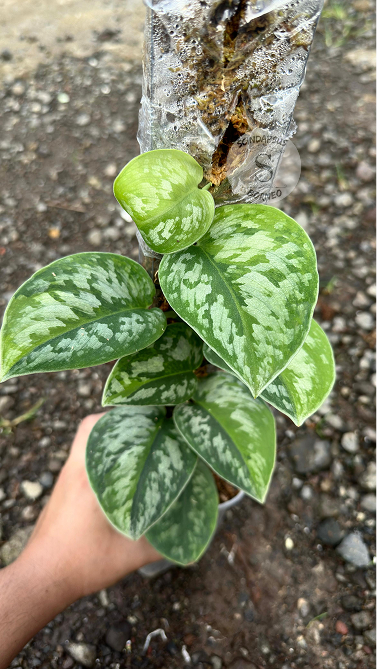 Scindapsus Exotica Kapuas Green On Green Choice 1 - Best Selected