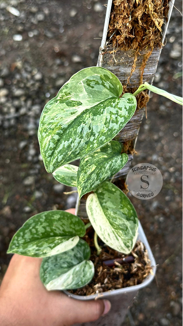 Scindapsus Exotica Marble No Id Choice 2 - Best Selected