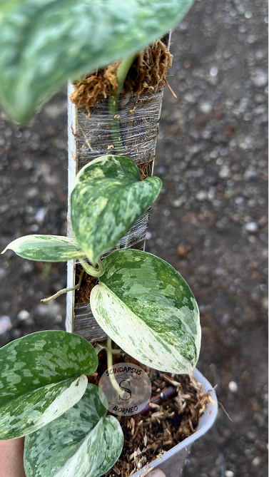 Scindapsus Exotica Marble No Id Choice 2 - Best Selected