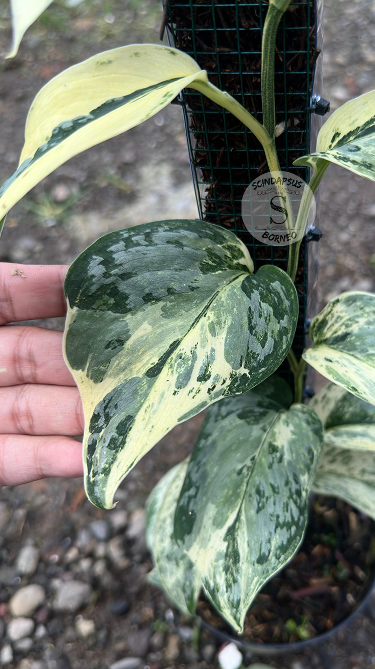 Scindapsus Exotica Marble No Id Choice 3 - Best Selected