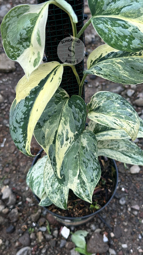 Scindapsus Exotica Marble No Id Choice 3 - Best Selected