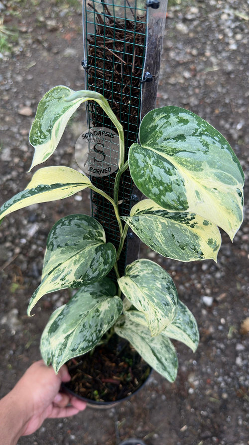 Scindapsus Exotica Marble No Id Choice 3 - Best Selected