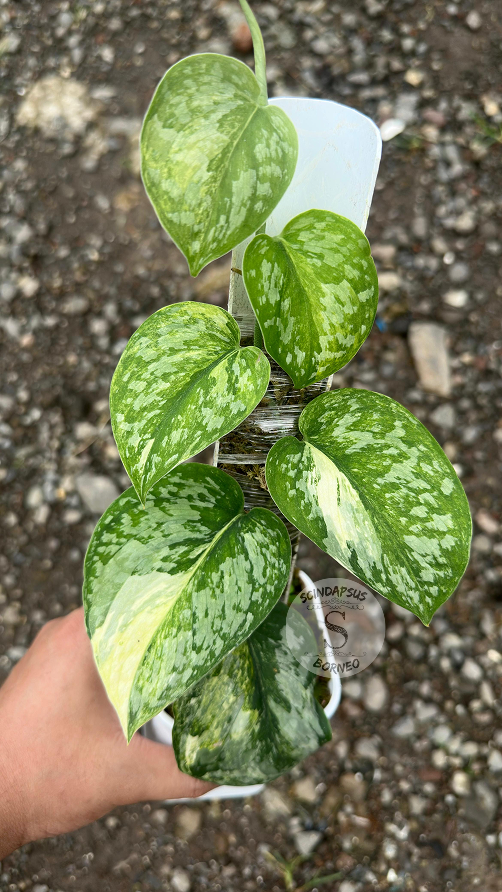 Scindapsus Exotica No Id - Best Selected