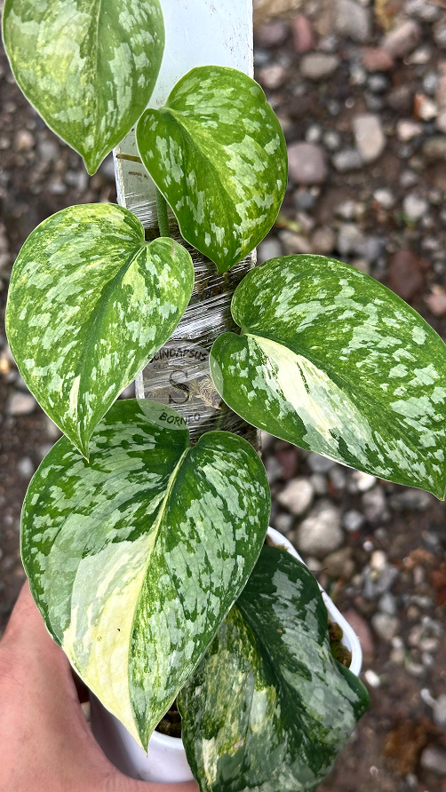 Scindapsus Exotica No Id - Best Selected