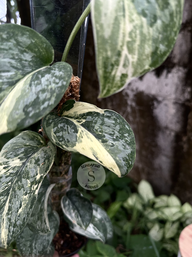 Scindapsus Exotica Salaca No Id - Best Selected - Scindapsus Borneo