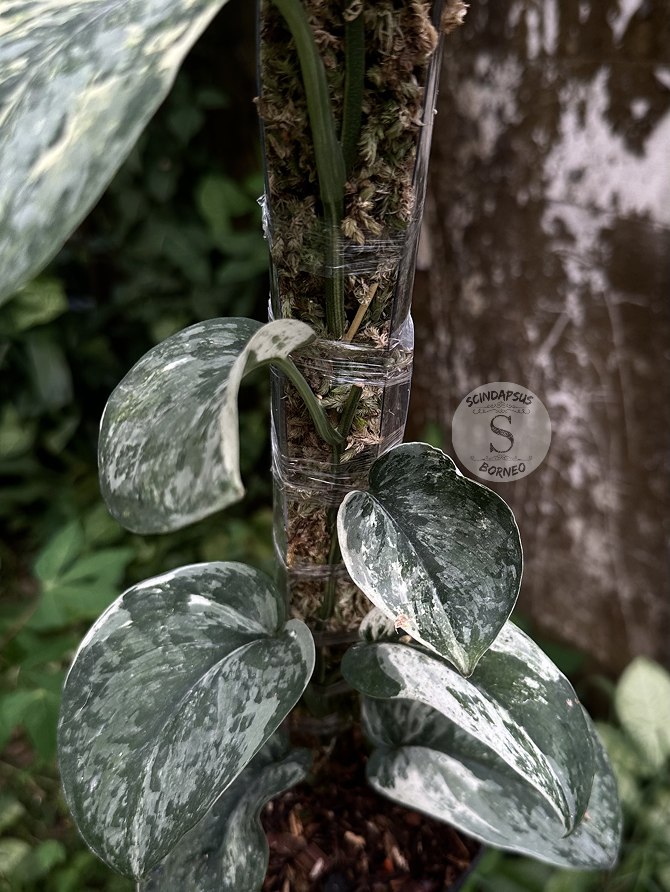 Scindapsus Exotica Salaca No Id - Best Selected - Scindapsus Borneo