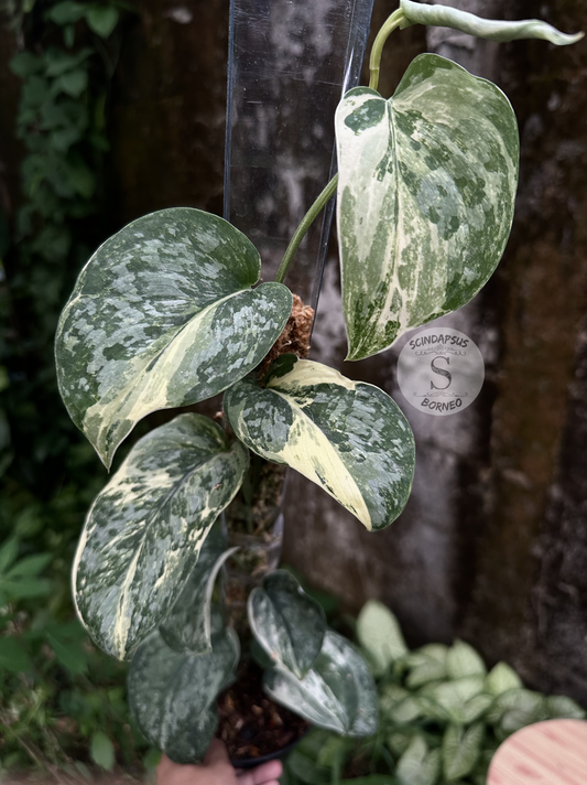 Scindapsus Exotica Salaca No Id - Best Selected