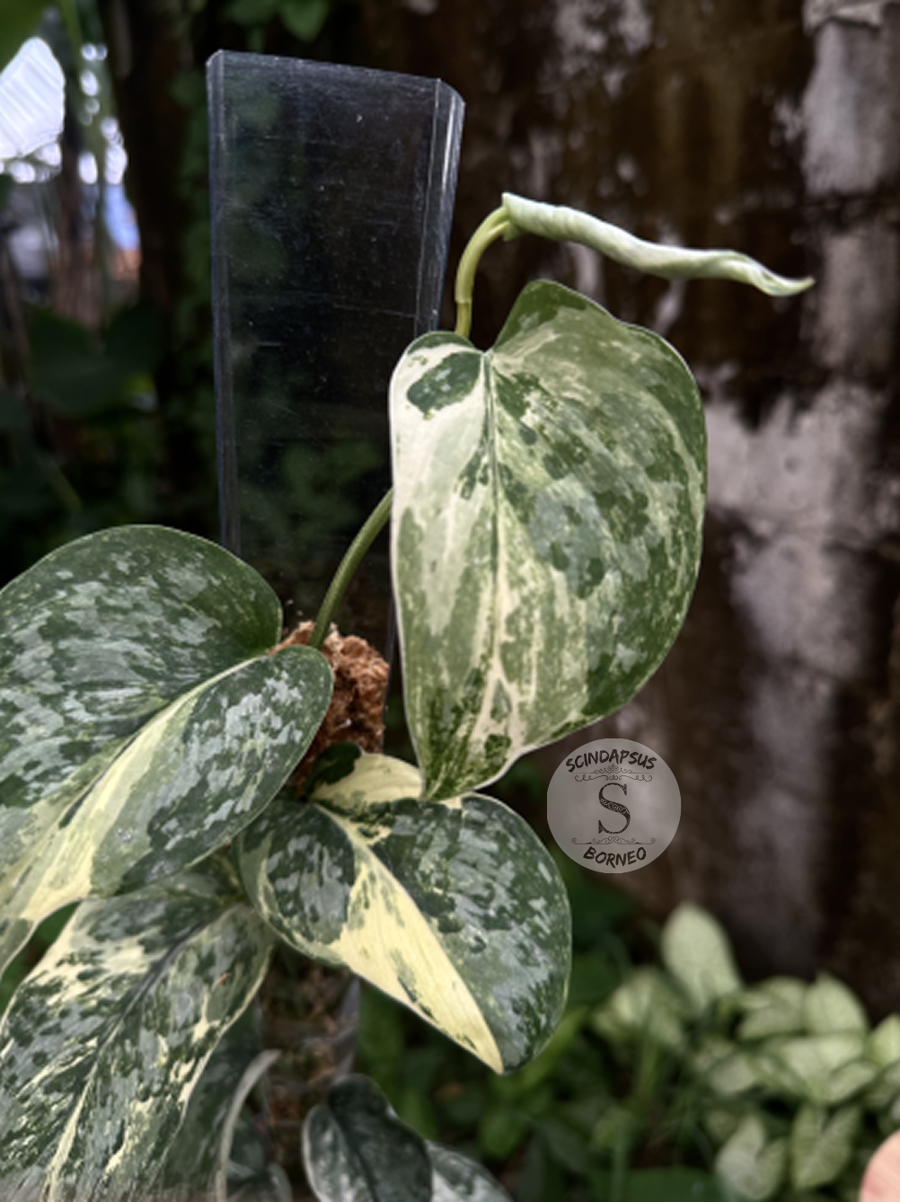 Scindapsus Exotica Salaca No Id - Best Selected - Scindapsus Borneo