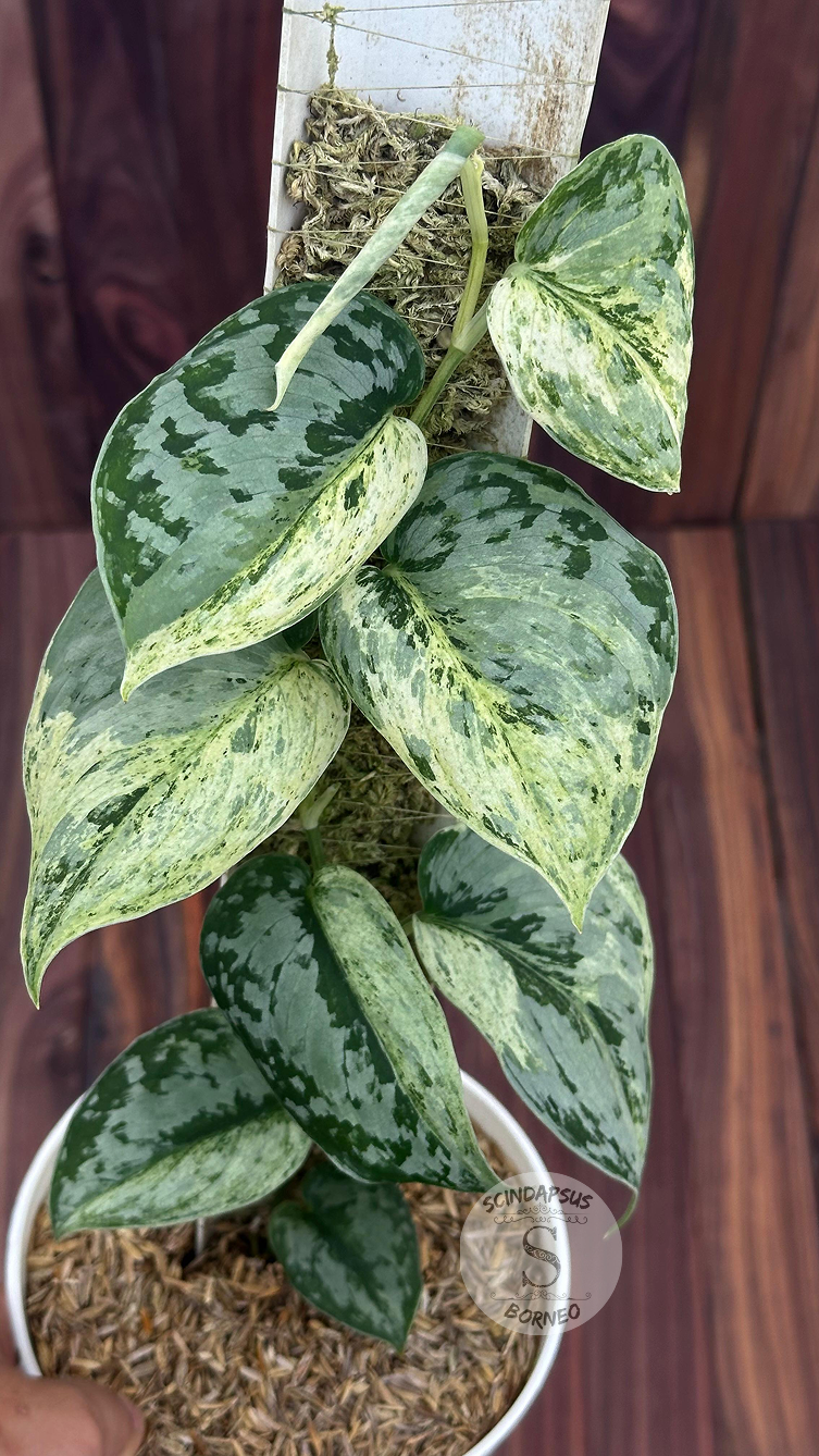 Scindapsus Exotica Silver Doff - Best Selected - Scindapsus Borneo