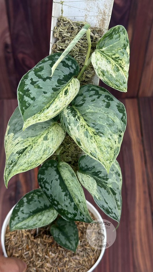 Scindapsus Exotica Silver Doff - Best Selected