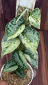 Scindapsus Exotica Silver Doff - Best Selected - Scindapsus Borneo