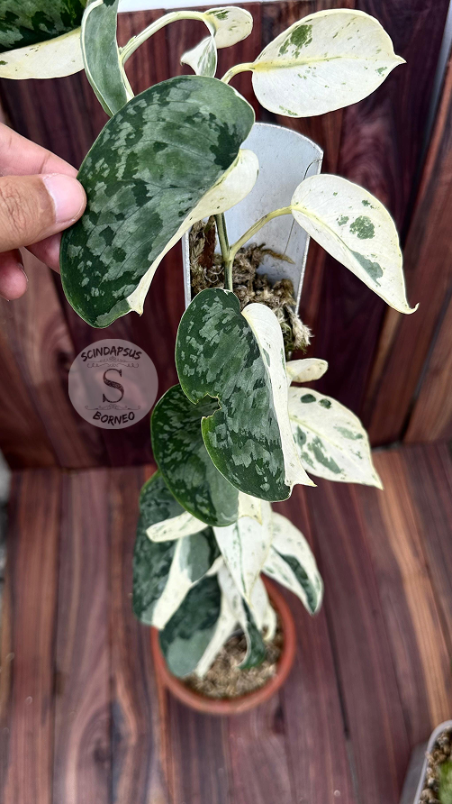 Scindapsus Exotica Silver Form - Best Selected