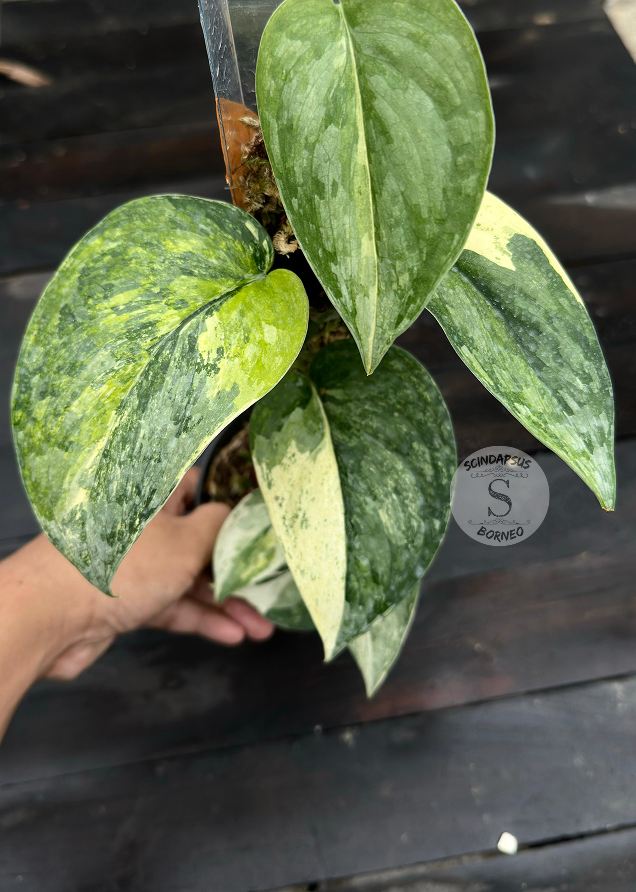 Scindapsus Exotica Variagata Tricolor - Best Selected