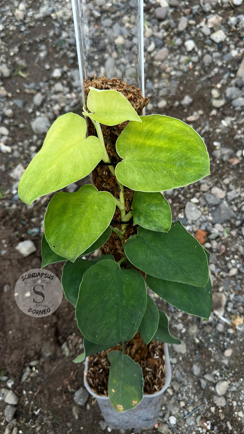 Scindapsus Gamora Mutation - Best Selected