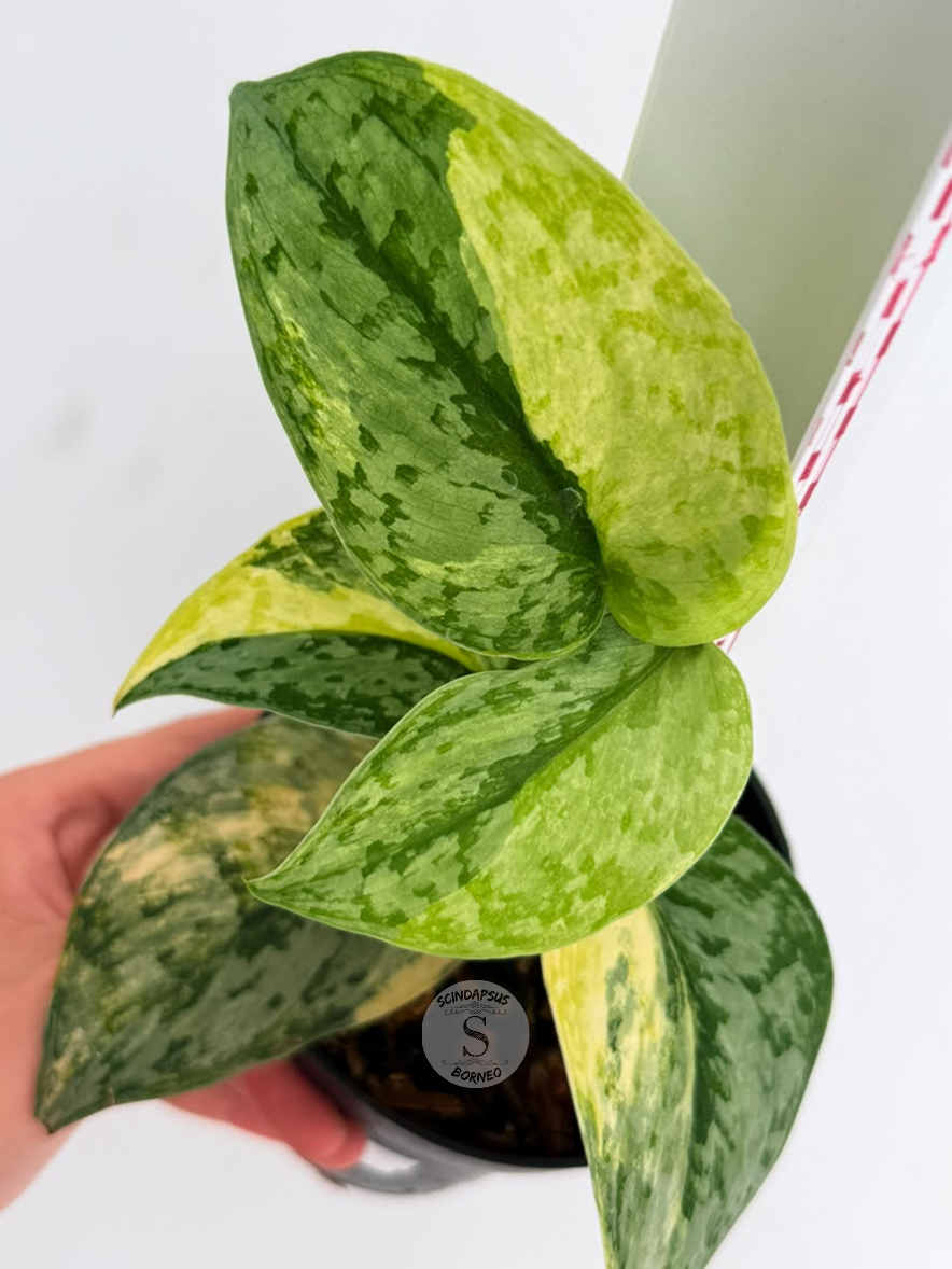 Scindapsus Geulis - Best Selected