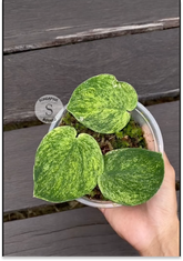 Scindapsus Golden Mint - Scindapsus Borneo