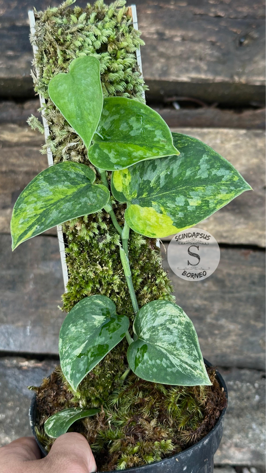 Scindapsus Green Diamond