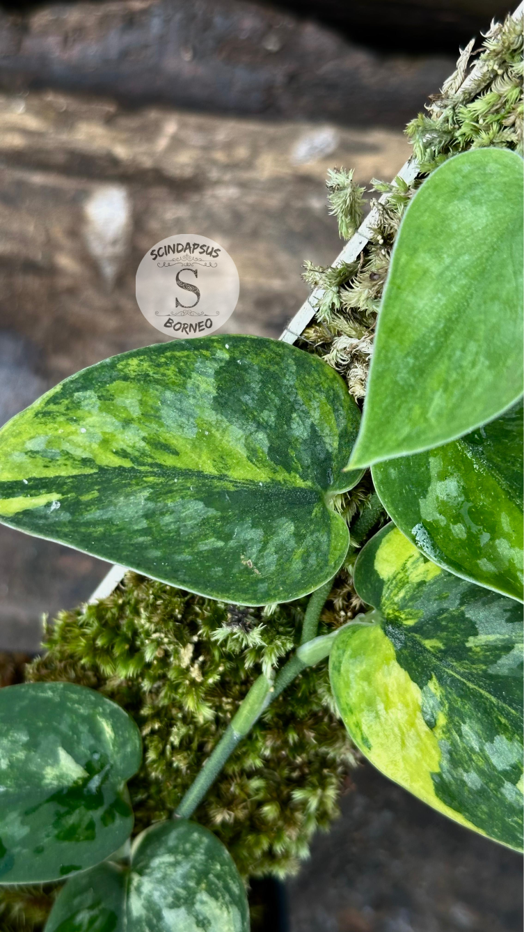 Scindapsus Green Diamond - Package 30x