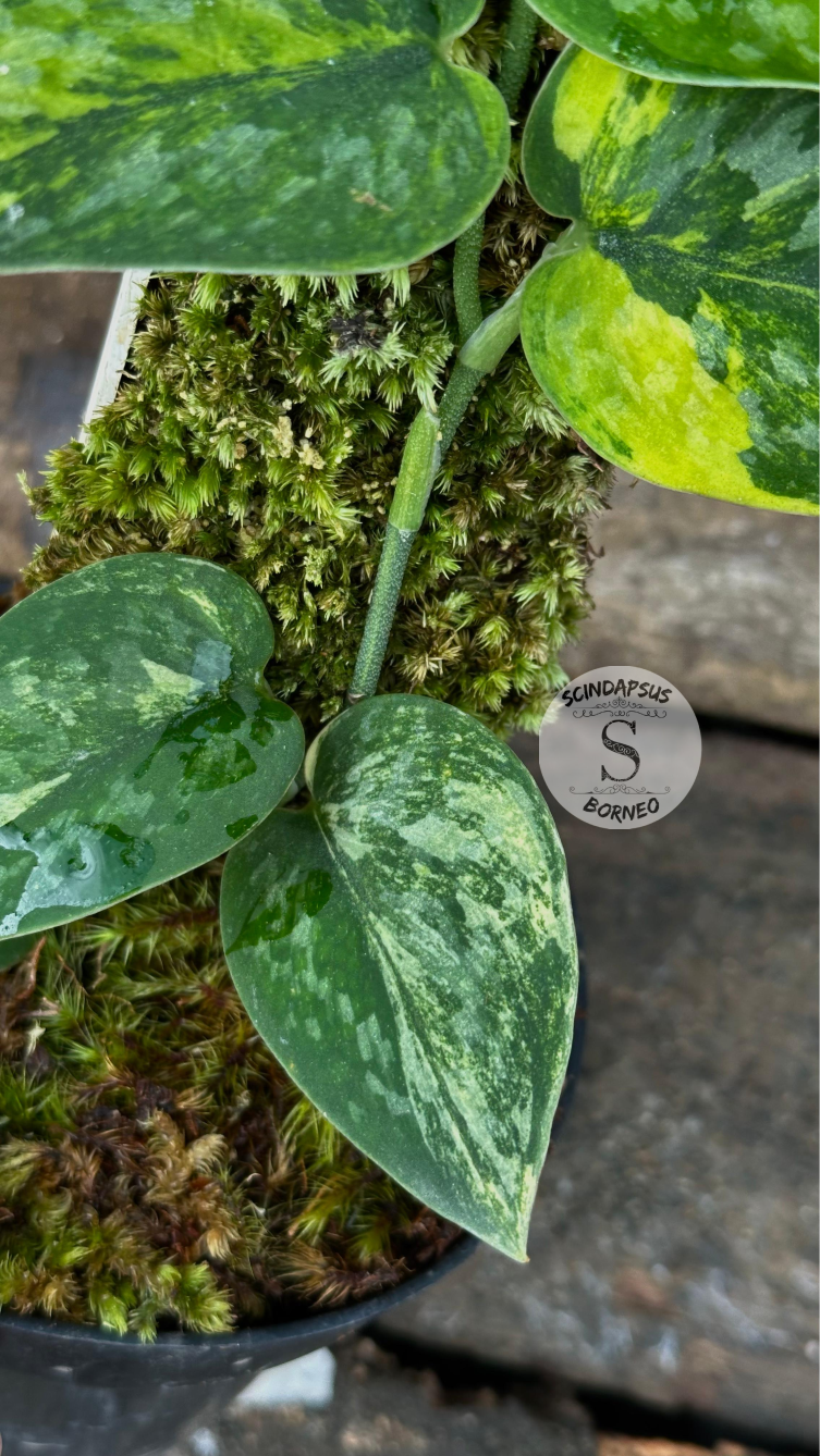 Scindapsus Green Diamond