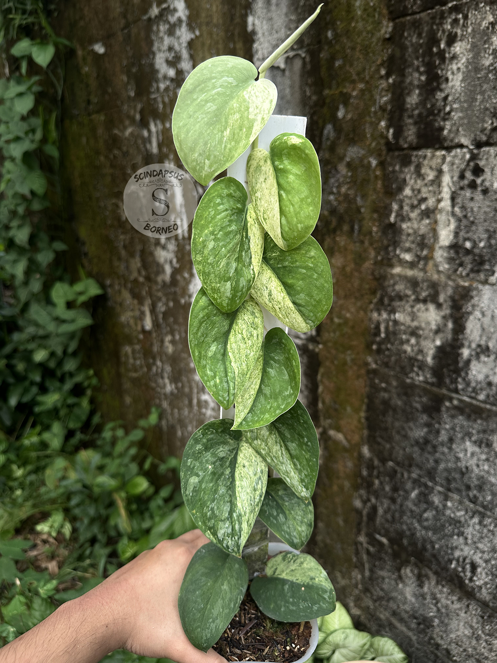 Scindapsus Green Splash Marble - Best Selected - Scindapsus Borneo