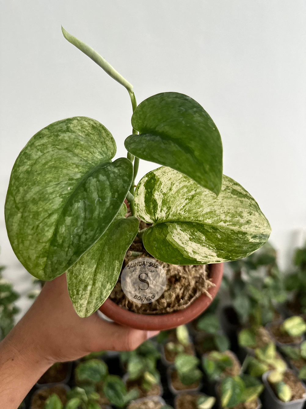 Scindapsus Halimun Salak - Scindapsus Borneo