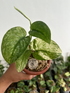Scindapsus Halimun Salak - Scindapsus Borneo