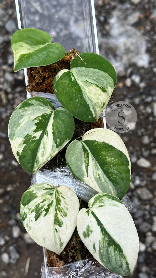 Scindapsus Infinity - Best Selected
