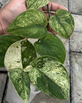 Scindapsus Jung Jung Buih Marble - Scindapsus Borneo