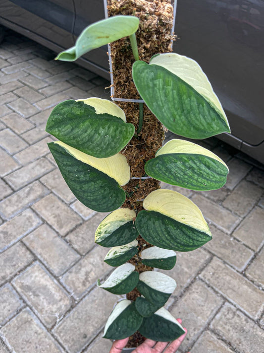 Scindapsus Jung Jung Buih Var - Best Selected