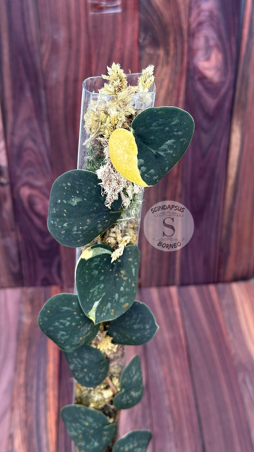 Scindapsus Kapuas - Best Selected - Scindapsus Borneo