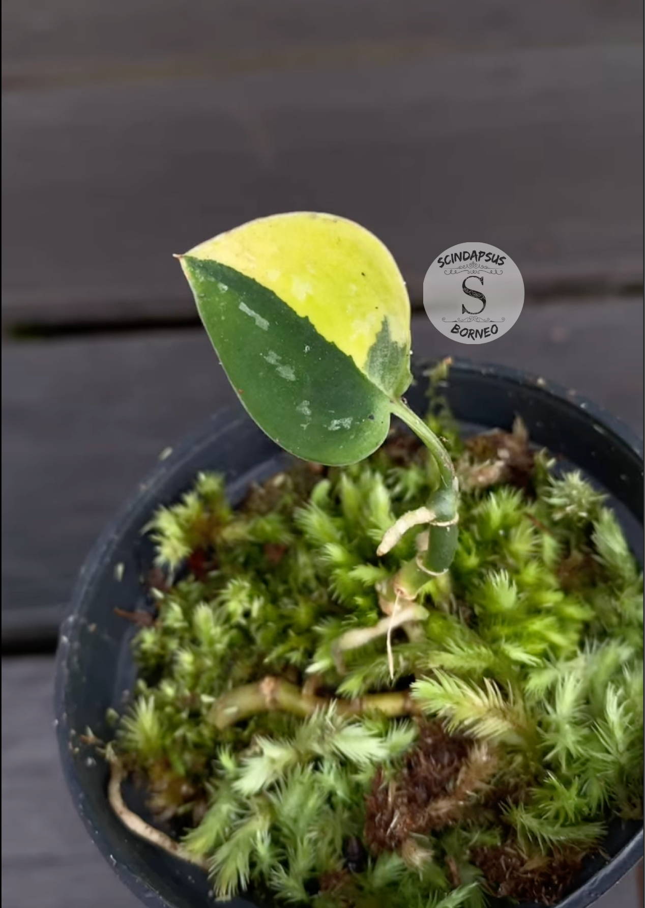 Scindapsus Kapuas (Agryrarius Dark Variegated) - Scindapsus Borneo