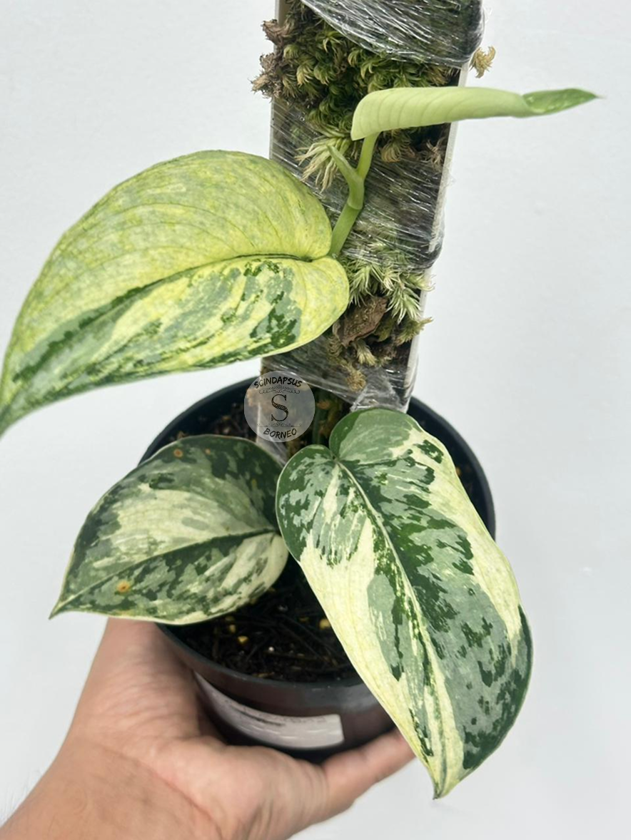 Scindapsus Kencana - Best Selected